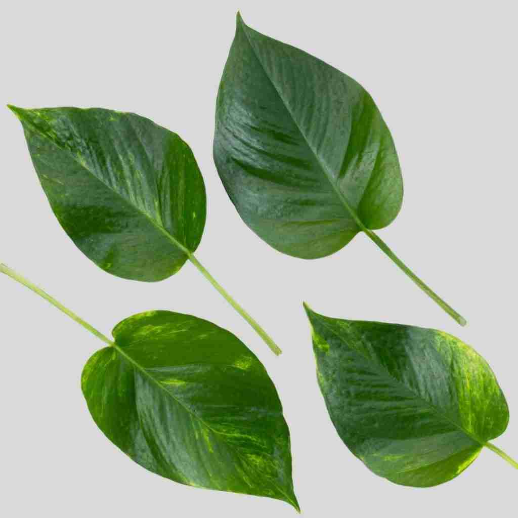 Philodendron vs Pothos