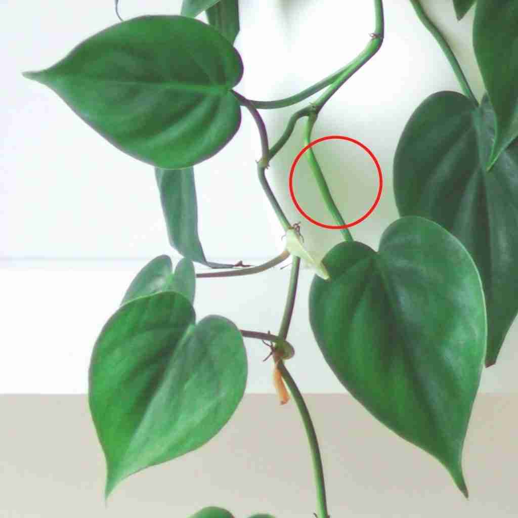 Philodendron vs Pothos