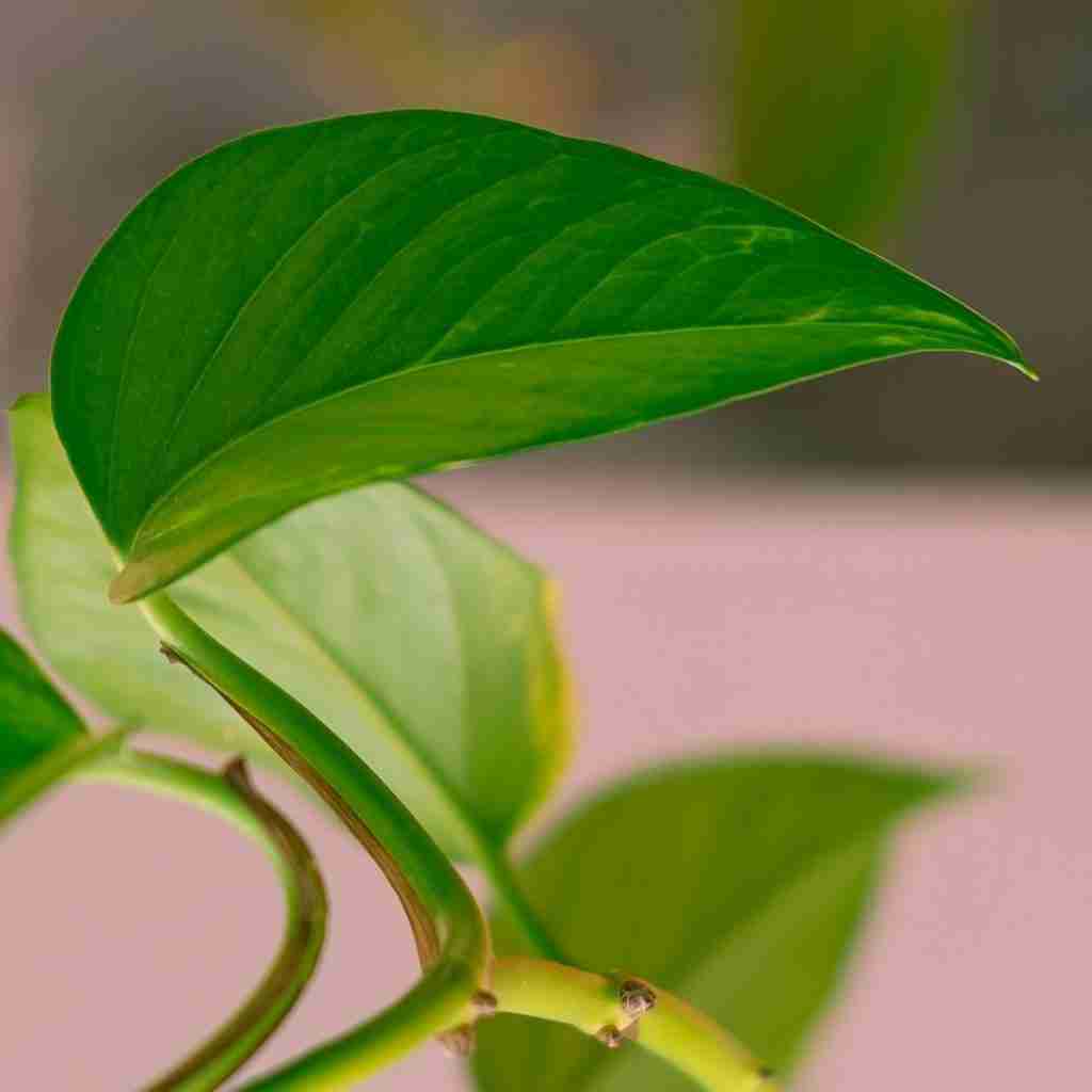 Philodendron vs Pothos