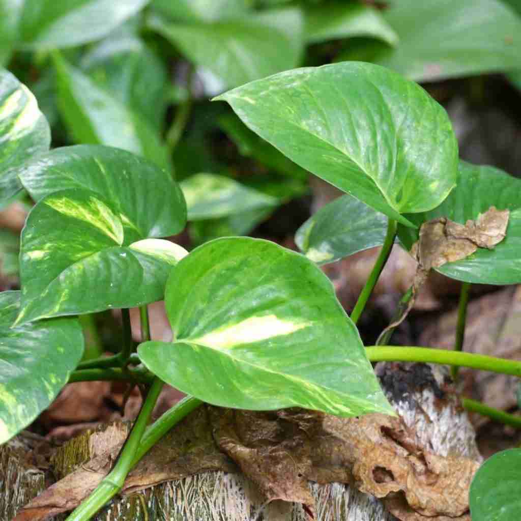 Philodendron vs Pothos