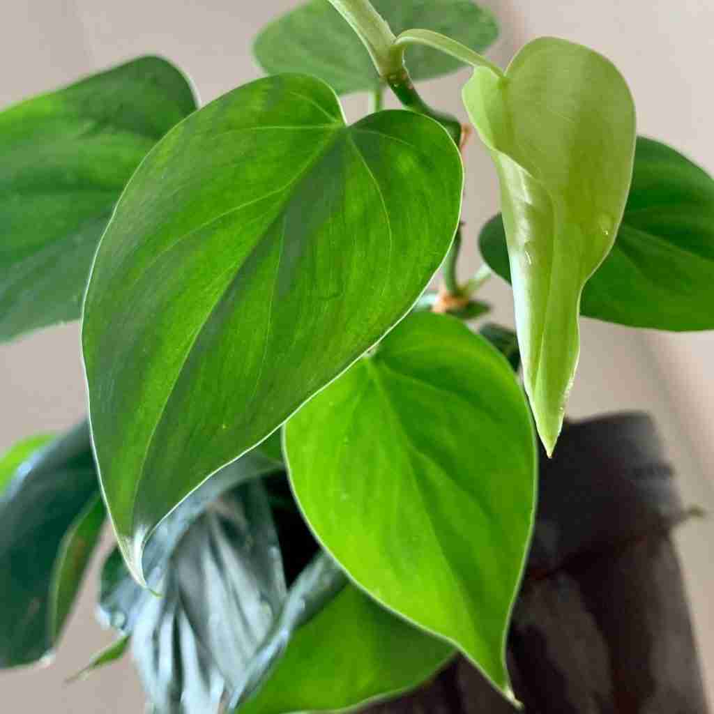 Philodendron vs Pothos