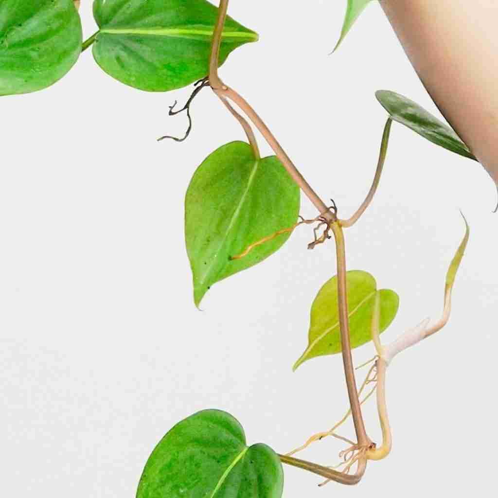 Philodendron vs Pothos