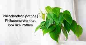 Philodendron pothos
