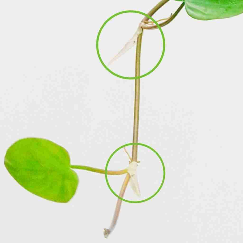 Philodendron vs Pothos