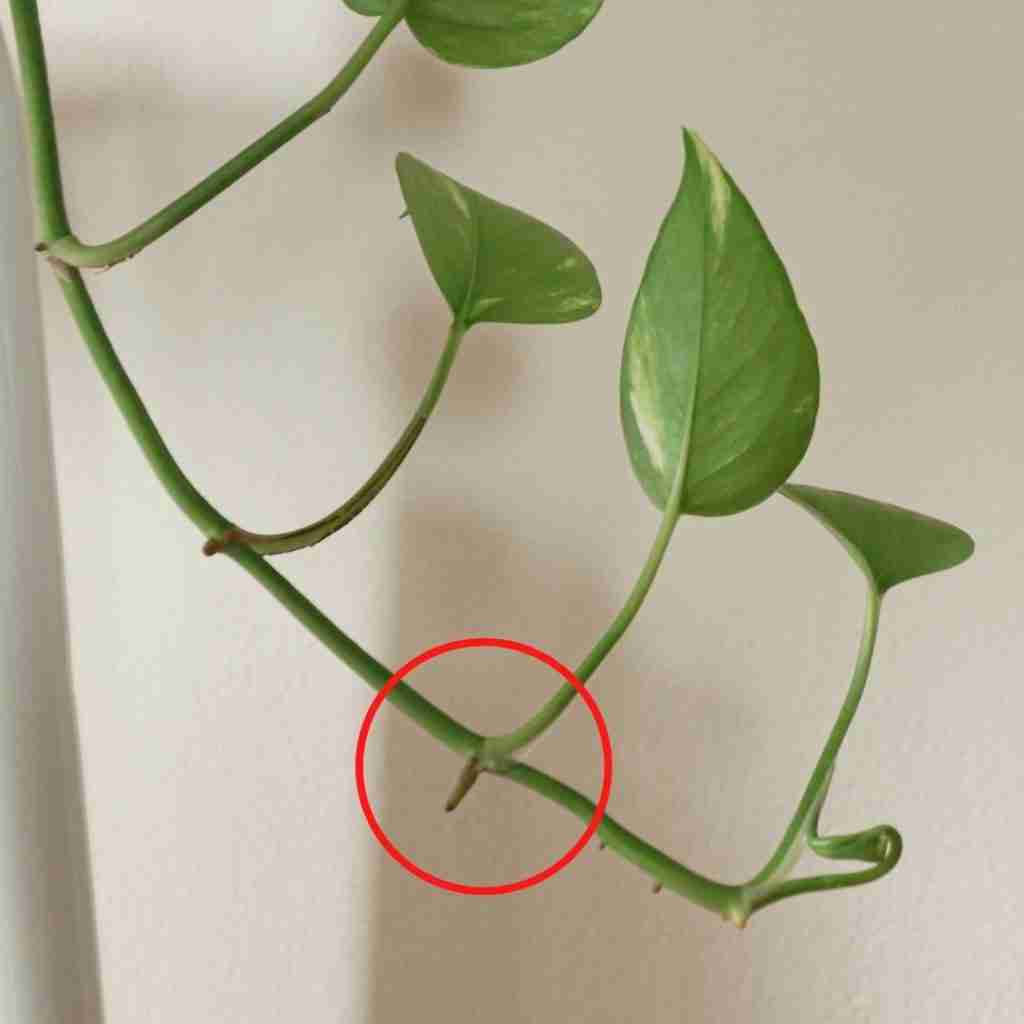 Philodendron vs Pothos