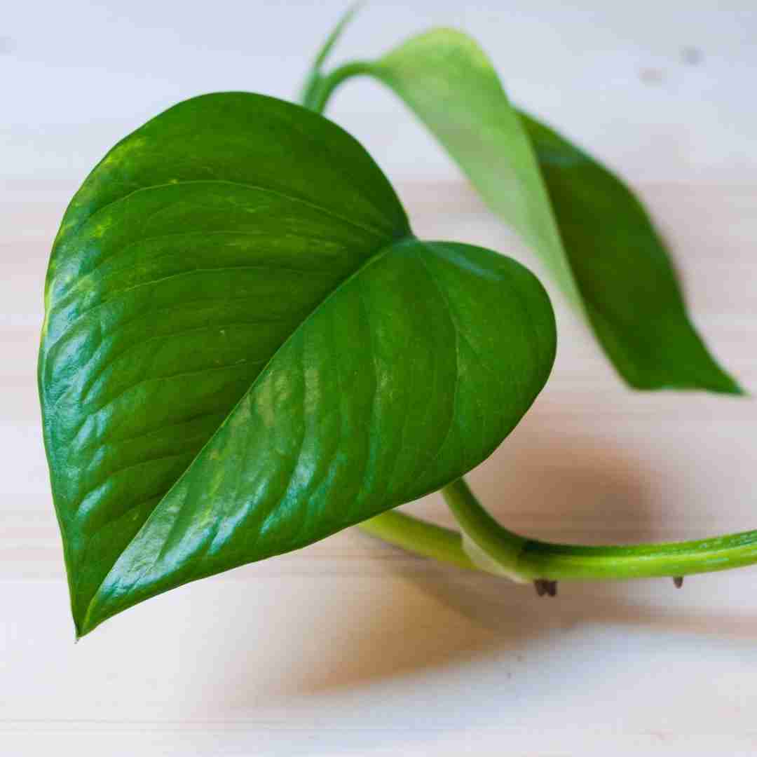 Philodendron vs Pothos