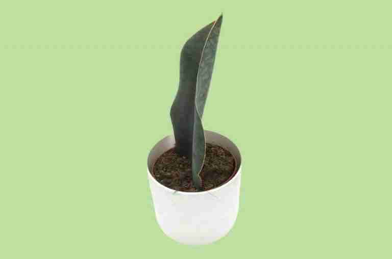 Sansevieria Masoniana