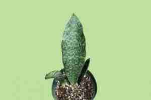 Sansevieria Masoniana