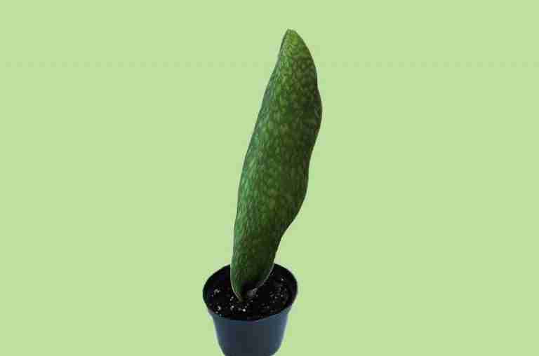 Sansevieria Masoniana