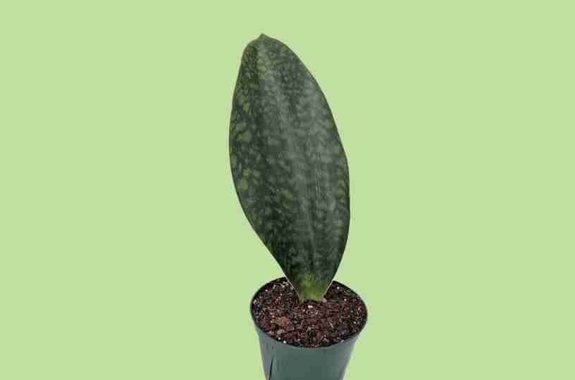 Sansevieria Masoniana