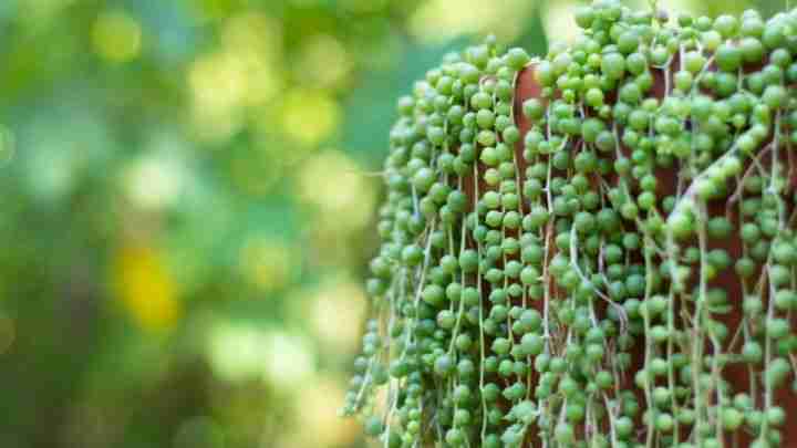 How to make String of Pearls fuller