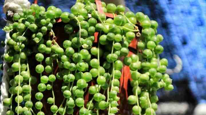 How to make string of pearls fuller (Top 10 tips) - Moody Blooms