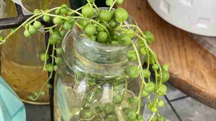 String of Pearls propagating in water