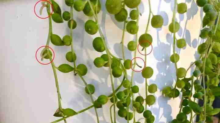 Aerial roots on String of Pearls