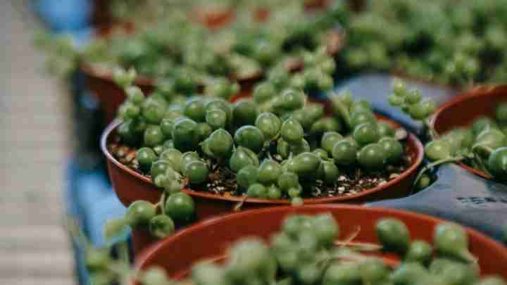 String of Pearls (Senecio rowleyanus)