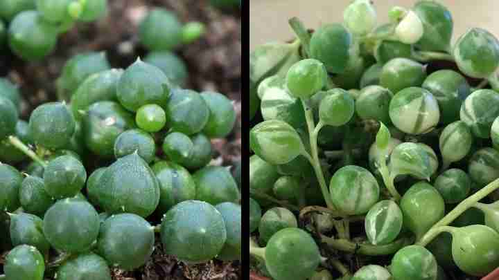 String of Pearls vs Variegated String of Pearls