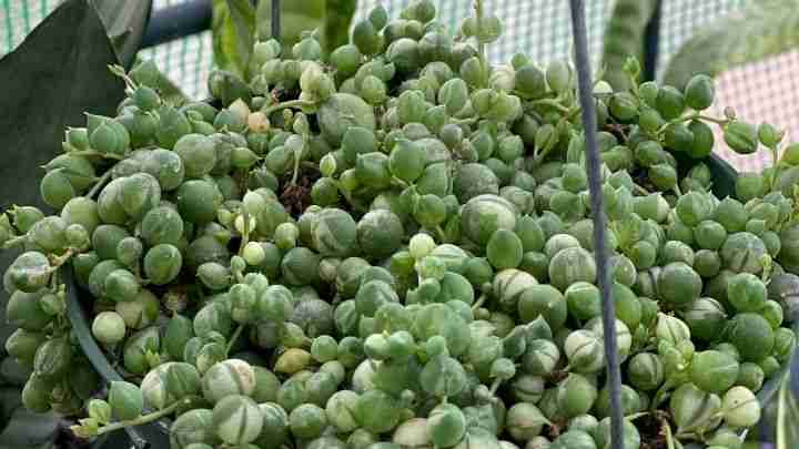 Variegated String of Pearls (Senecio rowleyanus variegata)