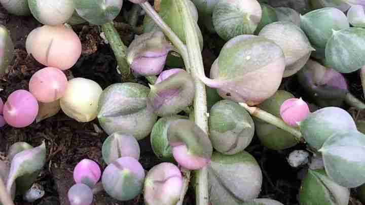 Variegated String of Pearls (Senecio rowleyanus variegata)