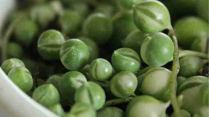 Variegated String of Pearls (Senecio rowleyanus variegata)