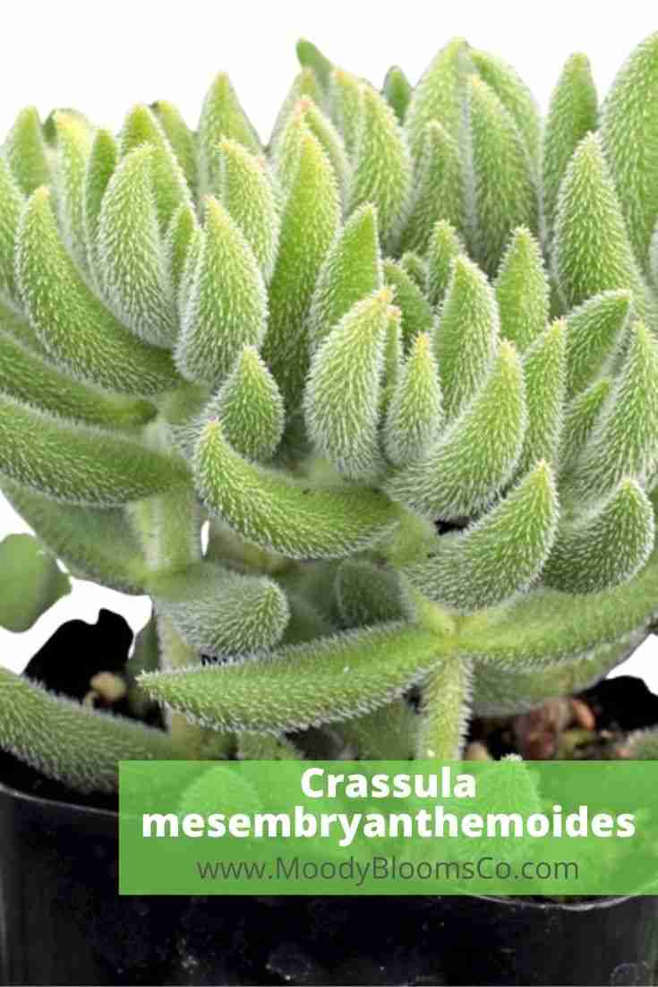 Crassula