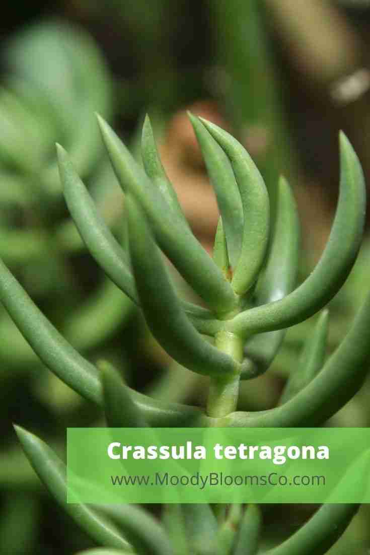 Crassula