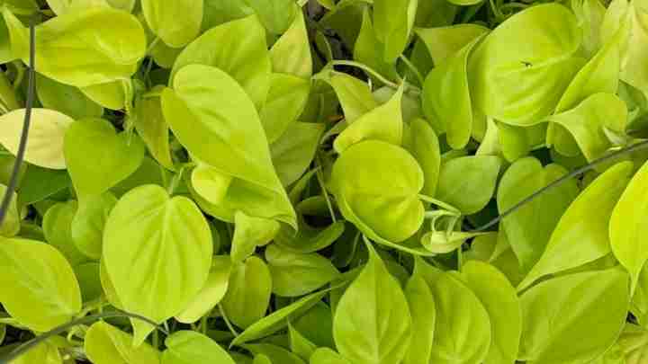 Philodendron Lemon Lime