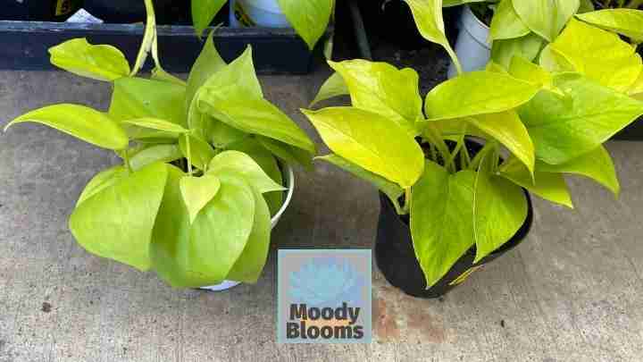 Philodendron Lemon Lime