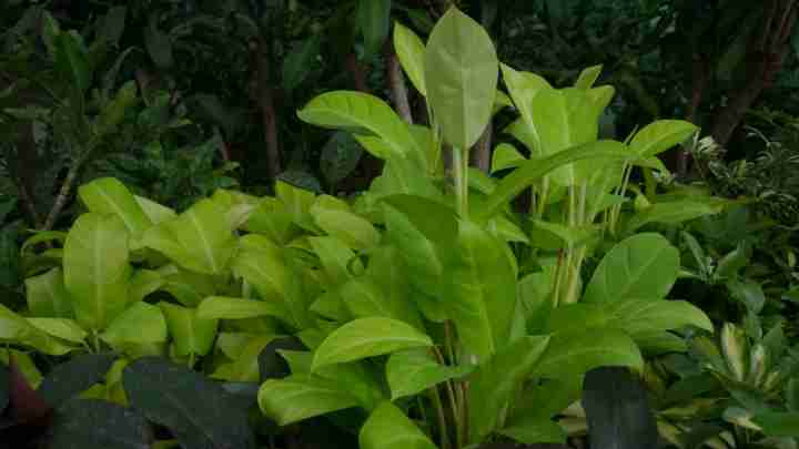 Philodendron Lemon Lime