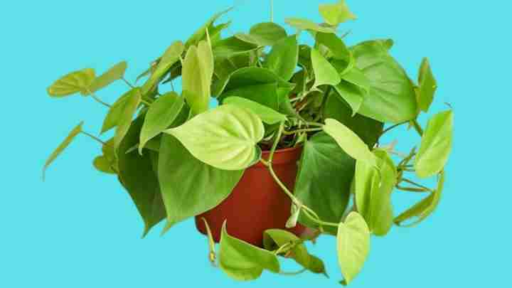 Philodendron Lemon Lime