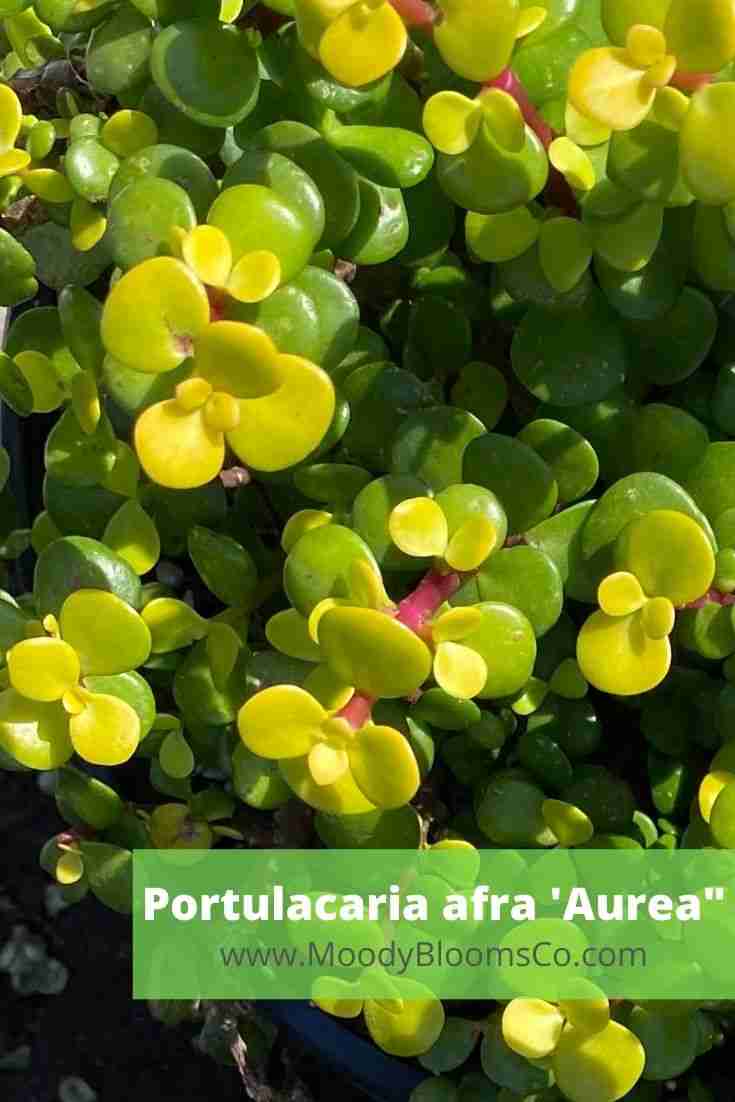 Portulacaria afra 'Aurea'