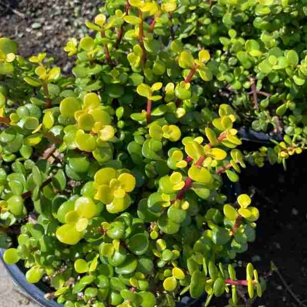 Portulacaria afra Aurea