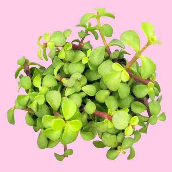 Portulacaria afra Decumbent