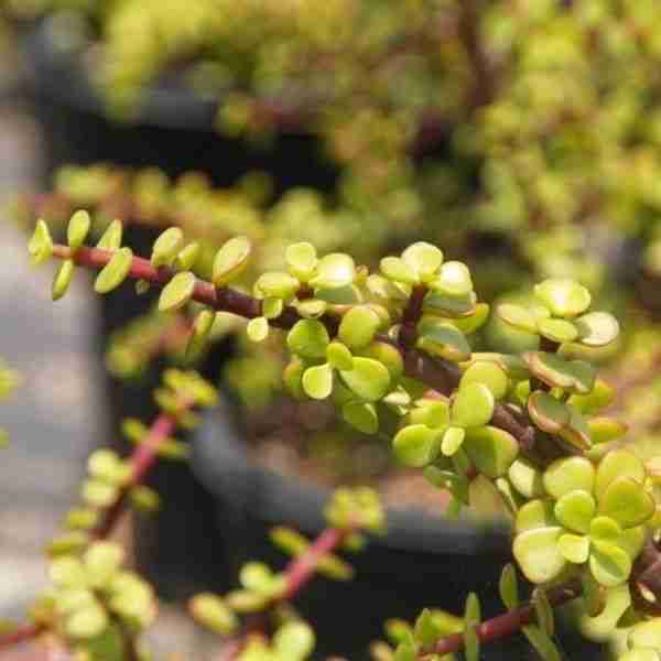 Portulacaria afra 'Skyscraper'