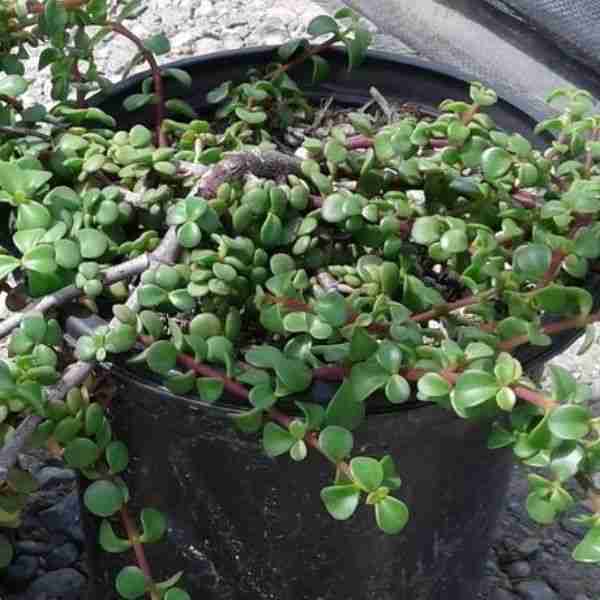 Portulacaria afra varieties