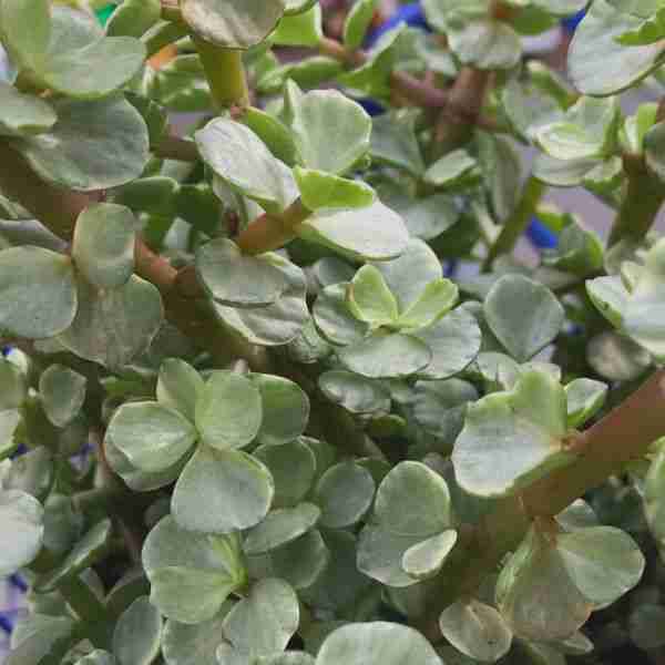 Portulacaria afra ‘Manny’