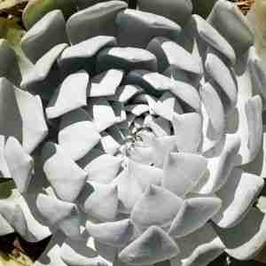 White succulents