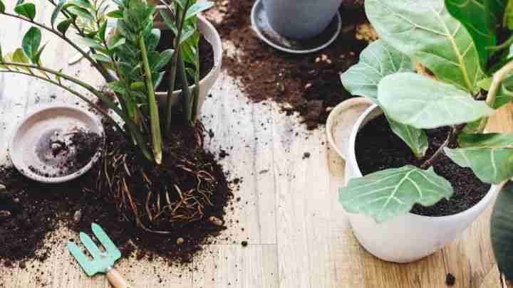 13 Common Houseplant Mistakes - Moody Blooms