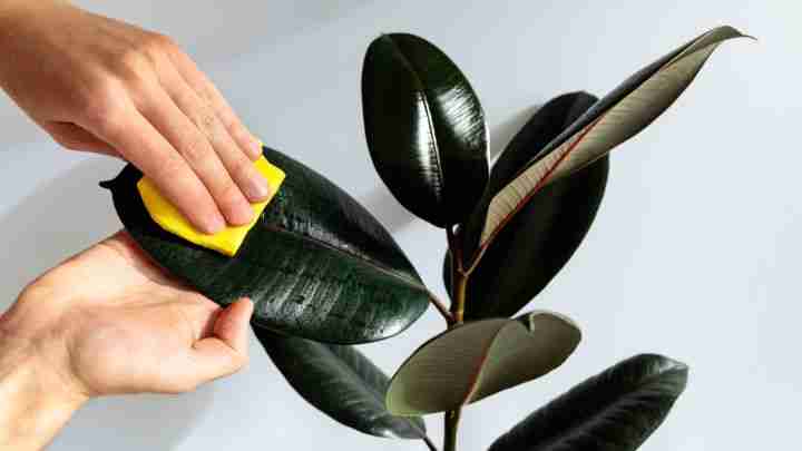 Cleaning rubber plant leaves