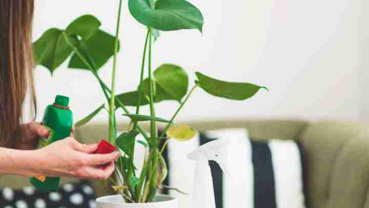 13 Common Houseplant Mistakes - Moody Blooms