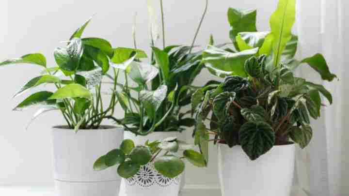 13 Common Houseplant Mistakes