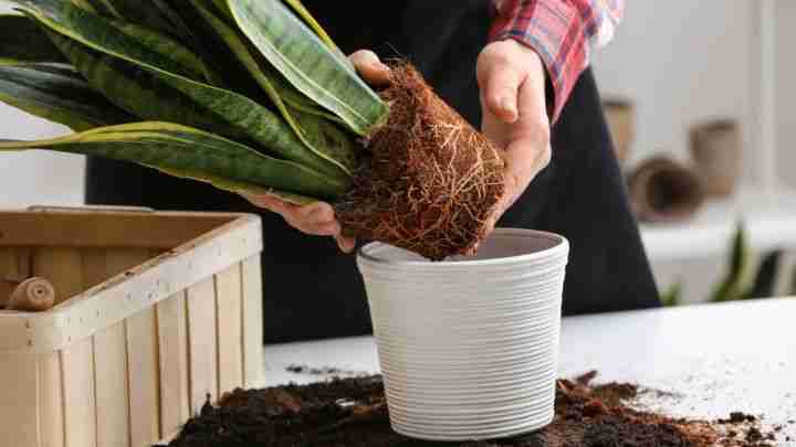 13 Common Houseplant Mistakes