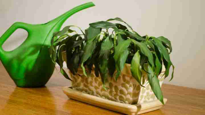 13 Common Houseplant Mistakes