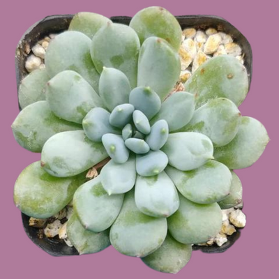 Echeveria laui hybrids