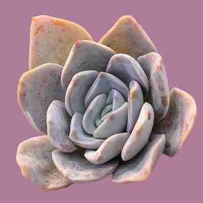 Echeveria laui care