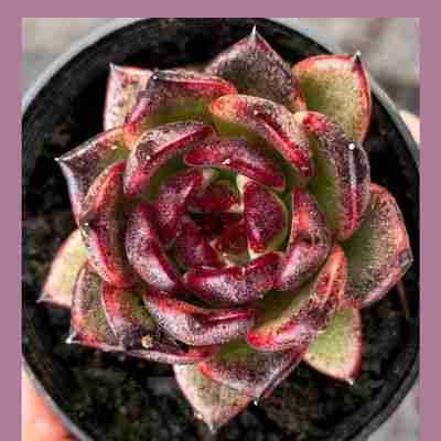 Echeveria Blood Maria