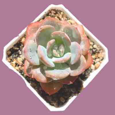 Echeveria Brink's Blue