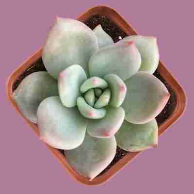 Echeveria Champagne