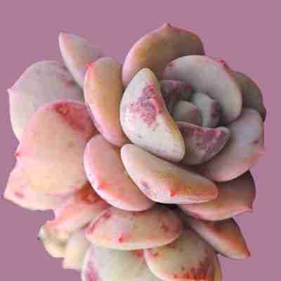 Echeveria Derlu