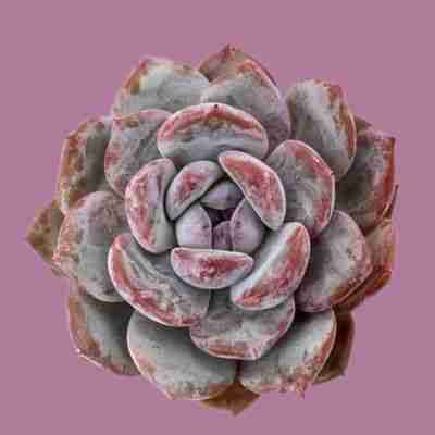 Echeveria Hoshikage