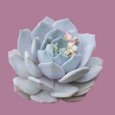 Echeveria Lais